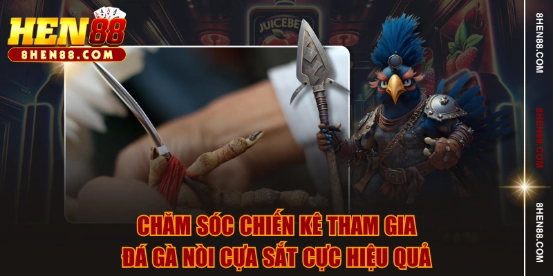 Chăm sóc chiến kê tham gia đá gà nòi cựa sắt cực hiệu quả