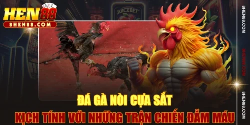 Đá Gà Nòi Cựa Sắt - Kịch Tính Với Những Trận Chiến Đẫm Máu