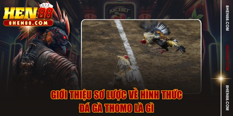 Giới thiệu sơ lược về hình thức đá gà Thomo là gì