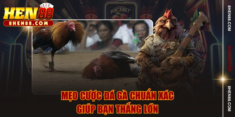 Mẹo cược đá gà chuẩn xác giúp bạn thắng lớn