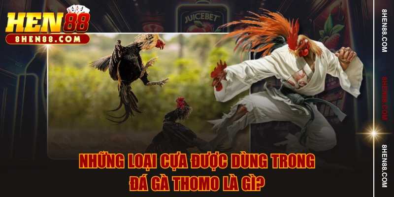 Những loại cựa được dùng trong đá gà Thomo là gì?